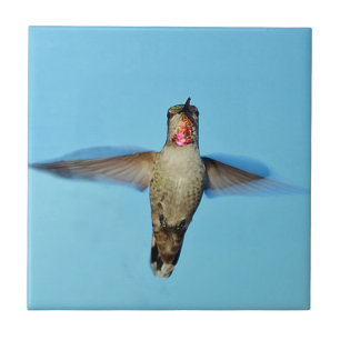 Carreau Colibri planant