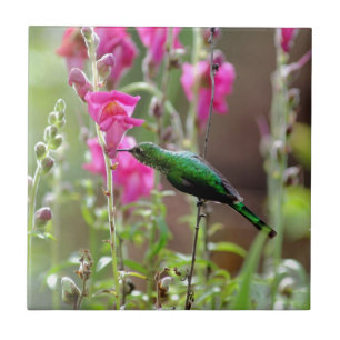 Carreau Colibri se nourrit de nectar