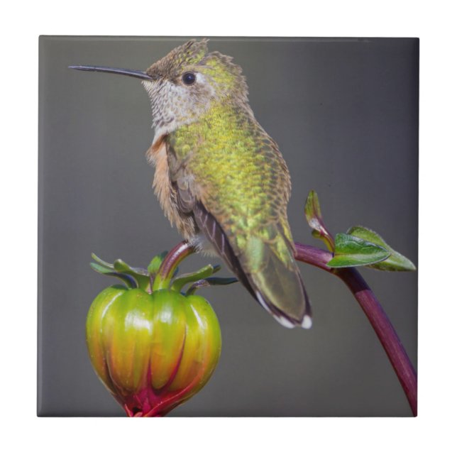 Carreau Colibri se repose sur un bouton de fleur (Devant)
