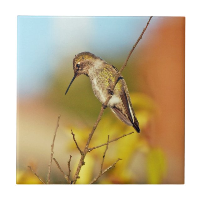 Carreau Colibri sur la branche (Devant)