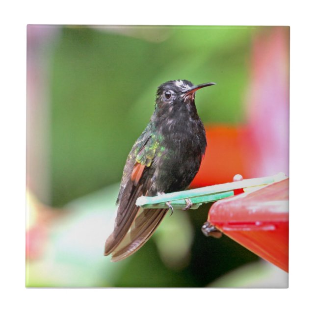 Carreau Colibri tropical au conducteur (Devant)