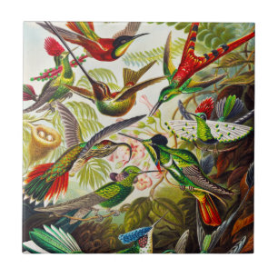 Carreau Colibri Vintage par Ernst Haeckel