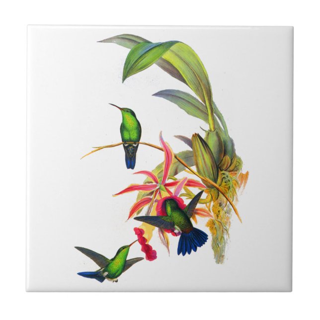 Carreau Colibris de John Gould avec les orchidées roses (Devant)