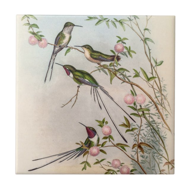 Carreau Colibris mignons avec fleurs roses par John Gould (Devant)