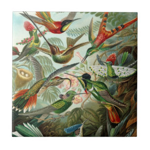 Carreau Colibris par Ernst Haeckel, Oiseaux Vintages