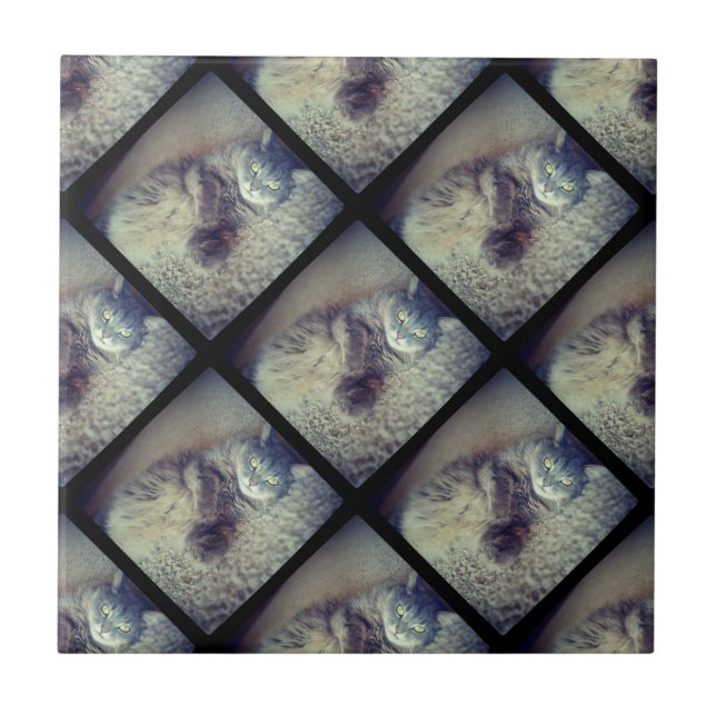 Carreau Collage de chats par Shirley Taylor (Devant)