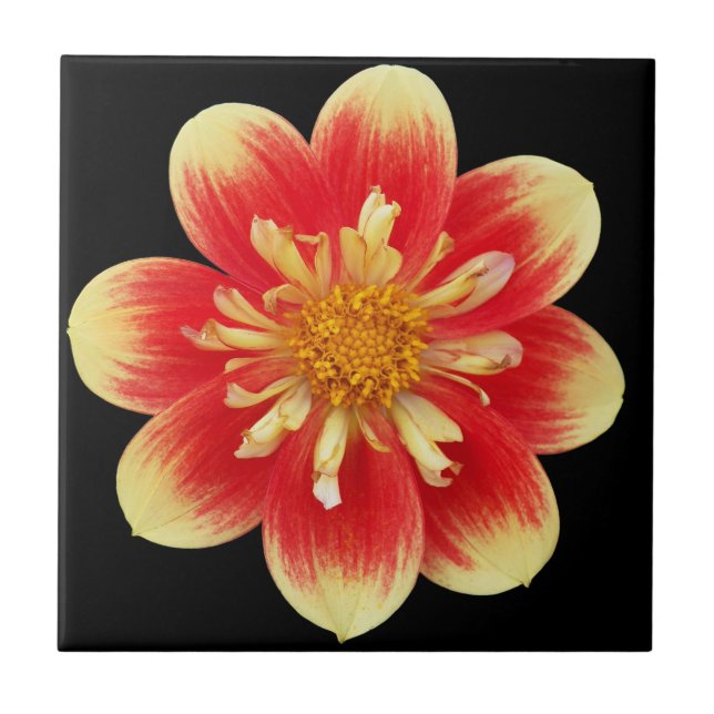 Carreau Collarette orange et jaune Dahlia Floral (Devant)