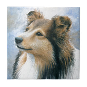 Carreau Colley de Sheltie du chien 122