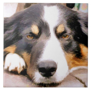 CARREAU COLLIE FRONTALIÈRE