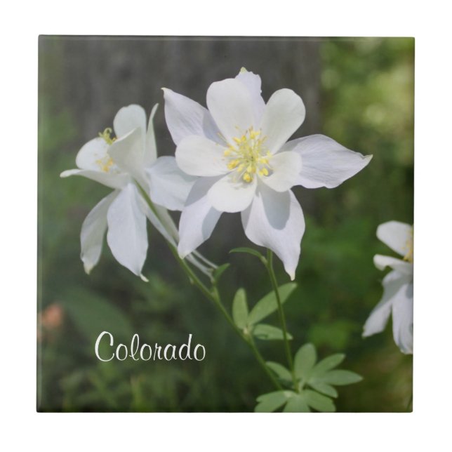 Carreau Colorado Carrelage blanc sauvage (Devant)