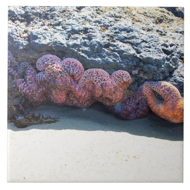 Carreau Colorful Starfish at Bob Creek, OR (Devant)