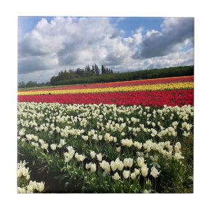 Carreau Colorful Tulip Field, Oregon