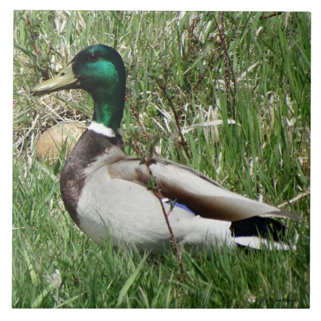 Carreau Colvert mâle B55 Canard colvert dans l'Herbe (Devant)