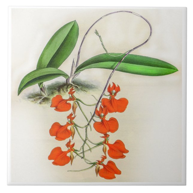 Carreau Comparéttia vintage Speciosa Orchidée Fleur (Devant)