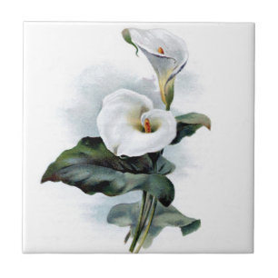 Carreau Conception de zantedeschia