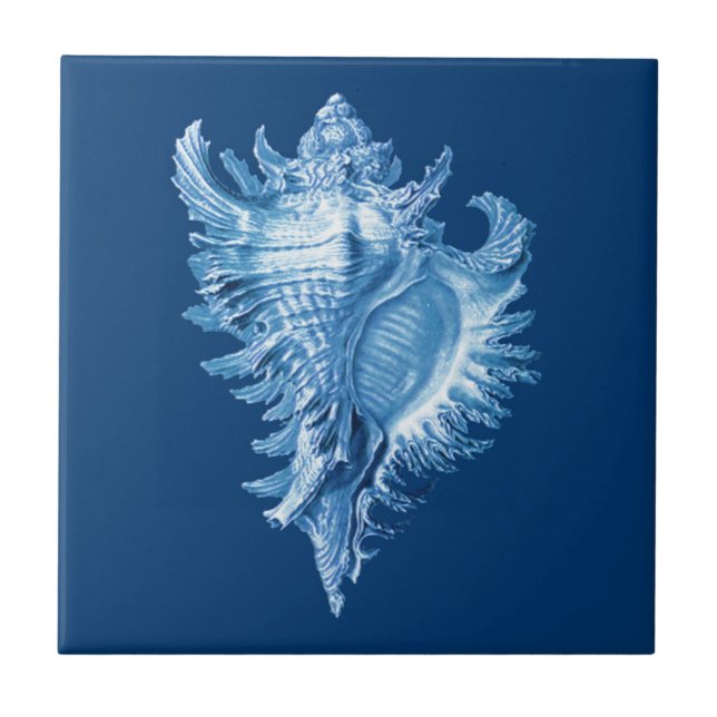 Carreau Conch Shell Sea Life Imprimer, Indigo Blue and Whi (Devant)