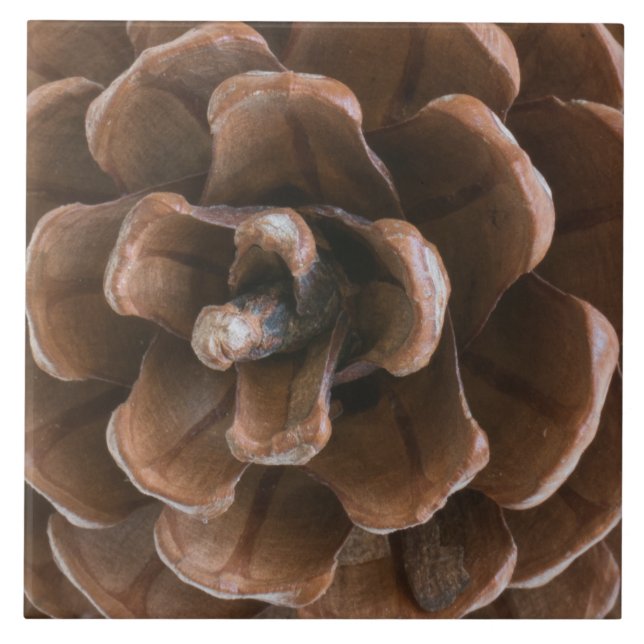 Carreau Cône de pin (Devant)