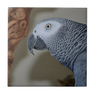 Carreau Congo : Le perroquet gris