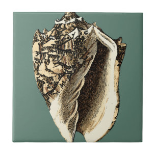 Carreau Conque turquoise Shell