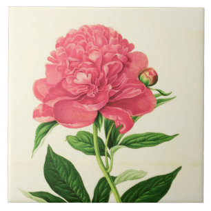 Carreau Copie botanique vintage, pivoine rose de corail