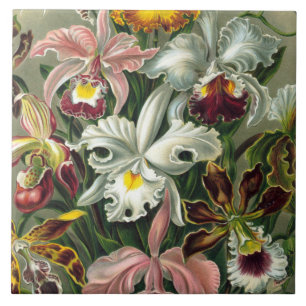 Carreau Copie d'art d'Ernst Haeckel : Orchidae Oncidiums,