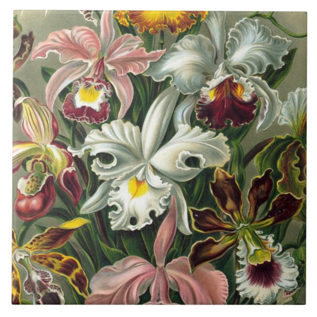 Carreau Copie d'art d'Ernst Haeckel : Orchidae Oncidiums, (Devant)