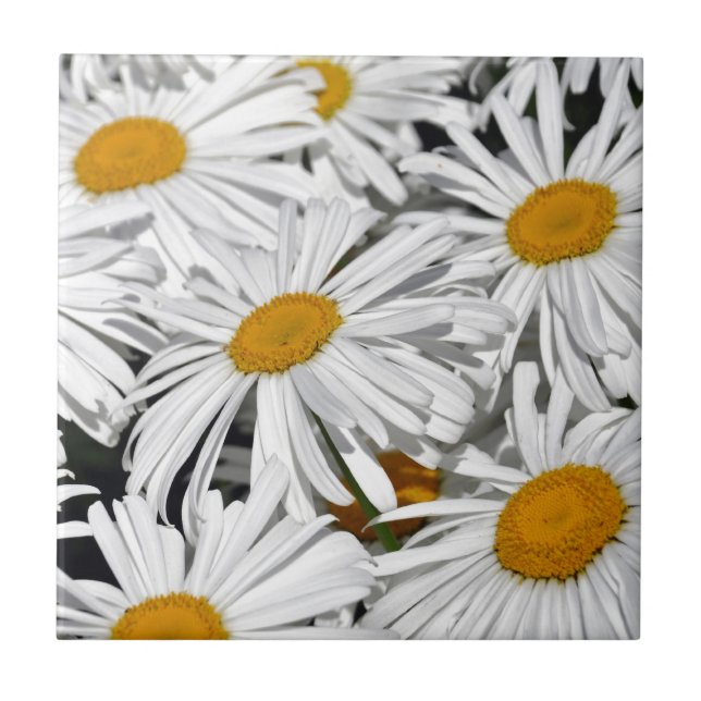 Carreau Copie de fleur de marguerite assez blanche (Devant)