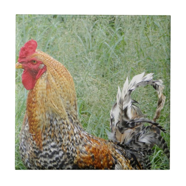 Carreau Coq (Devant)