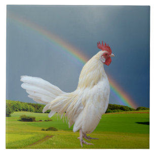 CARREAU COQ BLANC SOUS UN ARC-EN-CIEL