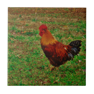 Carreau Coq dans le triage