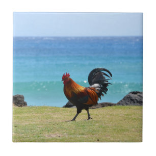 Carreau Coq de Kauai