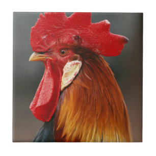 Carreau Coq domestique de la ferme