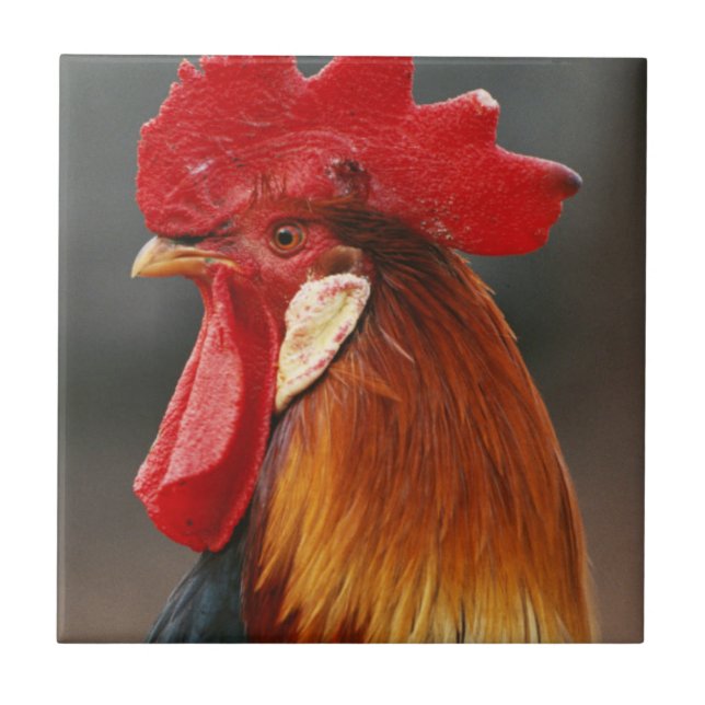 Carreau Coq domestique de la ferme (Devant)