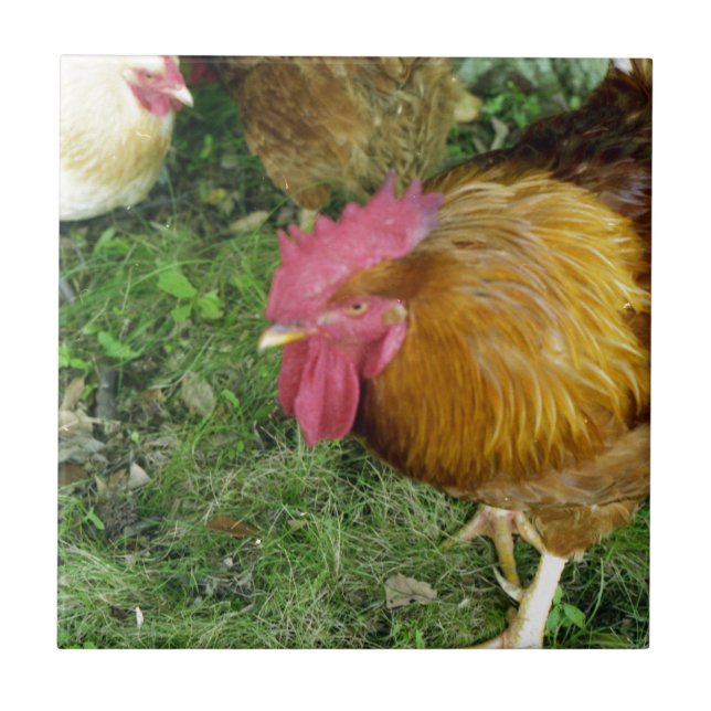 Carreau Coq sur le rôdeur (Devant)