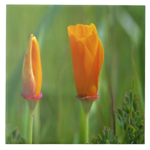 Carreau Coquelicots dorés de Californie dans un champ vert