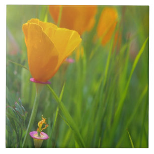Carreau coquelicots dorés de Californie dans un champ vert
