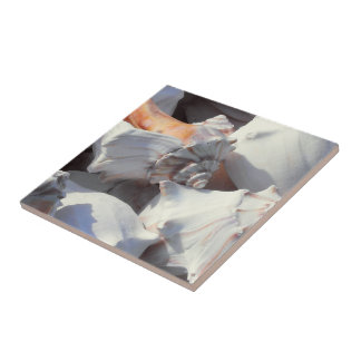 Carreau Coques de mer dans la lumière du soleil et l'ombre
