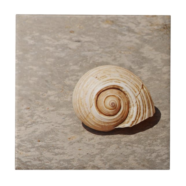 Carreau Coquillage (Devant)