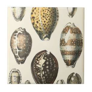 Carreau Coquillages De Forme Unique