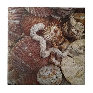 Carreau Coquillages De Plage Dollar De Sable