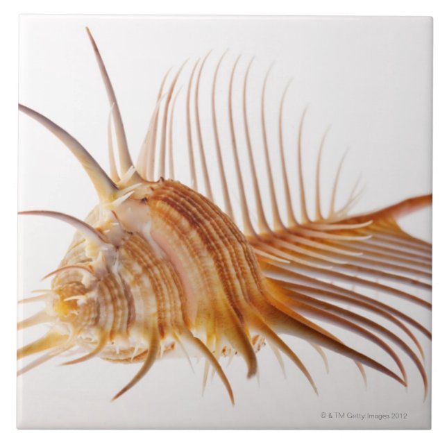 Carreau Coquille de Murex de peigne de Vénus (pectine de (Devant)