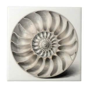 Carreau Coquille de Nautilus Métallique Spirale Géométriqu