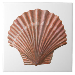 Carreau Coquille de saint Jacques
