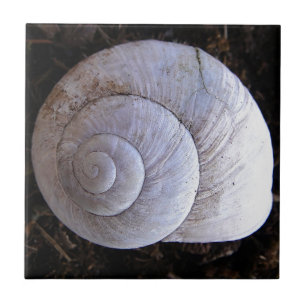 Carreau Coquille d'escargot cool