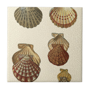 Carreau Coquilles antiques crépitées