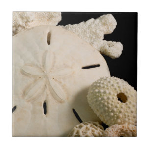 Carreau Coquilles blanches et dollar de sable