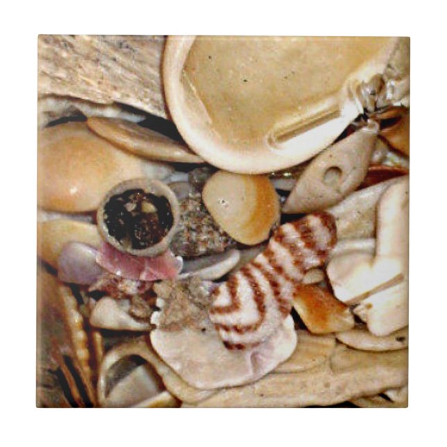 Carreau Coquilles de mer de l'Océan Atlantique (Devant)