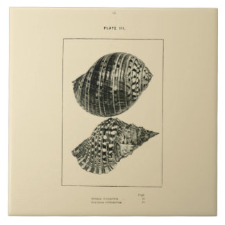 Carreau Coquilles de NZ - variegatum de Dolium, rubicundum