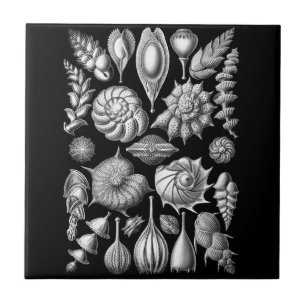 Carreau Coquilles et fossiles de mer dans 1 noir et blanc