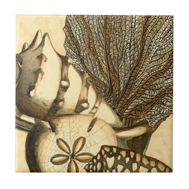 Carreau Coquilles neutres et collection de corail (Devant)